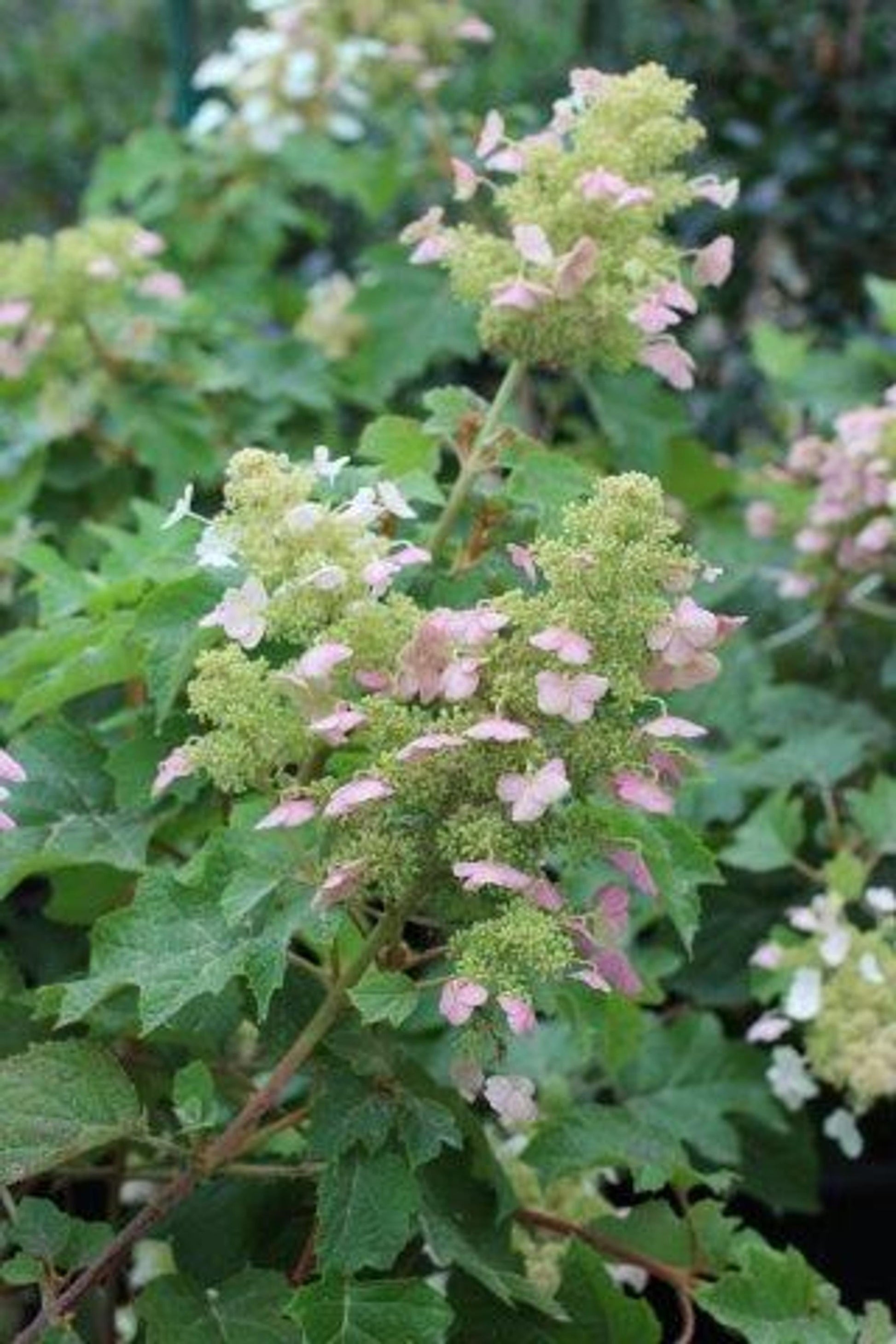 Hydrangea Quercifolia Pee Wee - View 14 from www redcrocus com