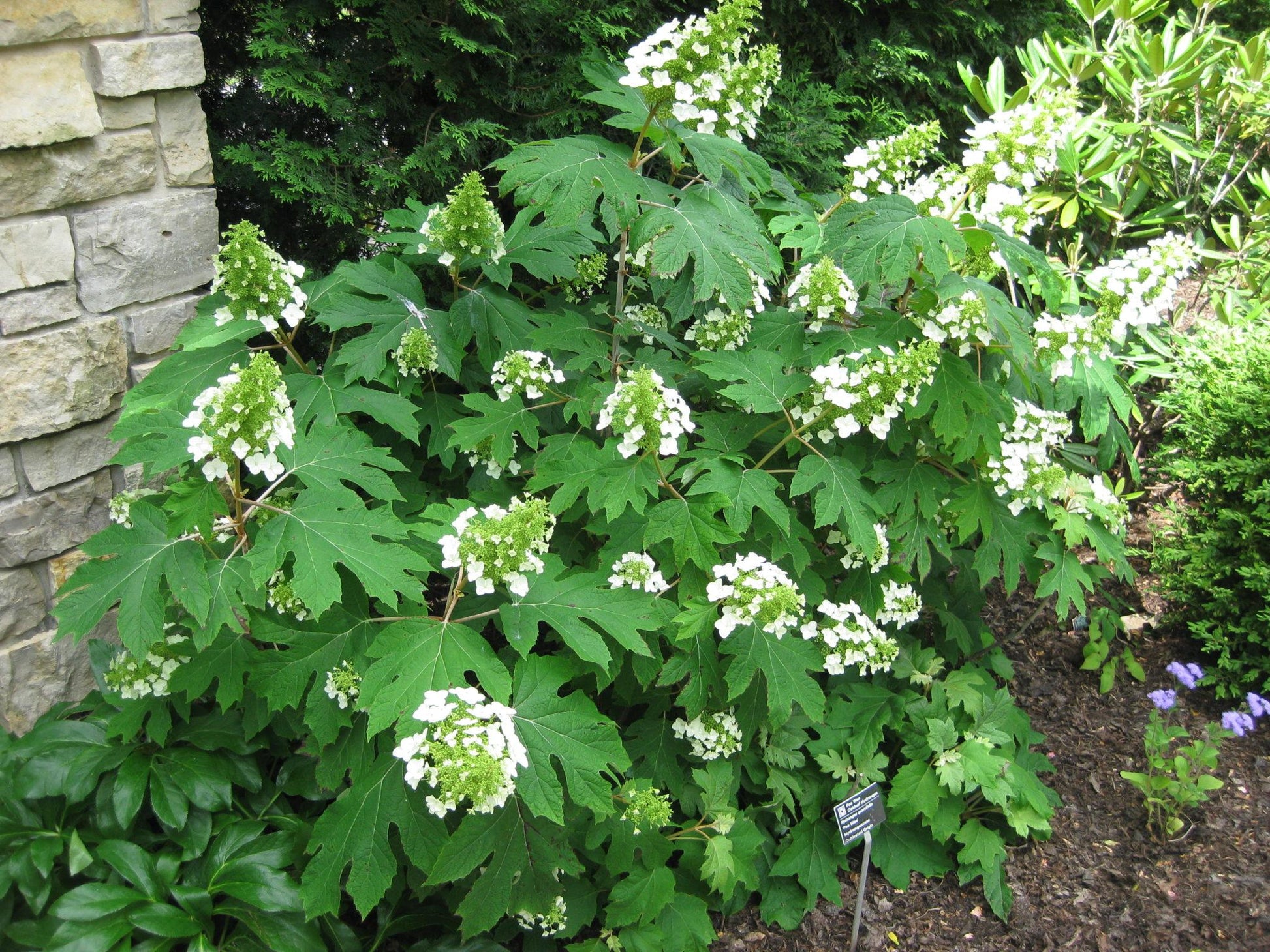 Hydrangea Quercifolia Pee Wee - View 15 from www redcrocus com