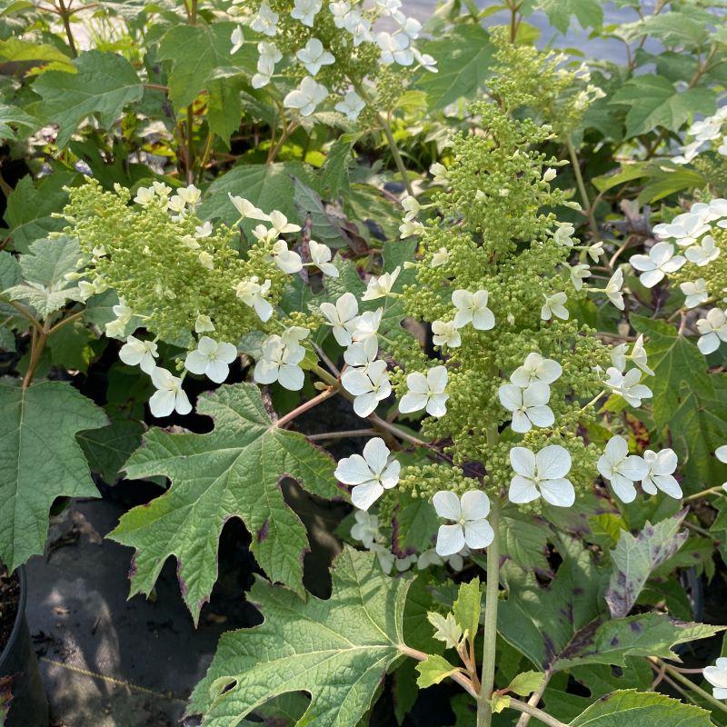 Hydrangea Quercifolia Pee Wee - View 16 from www redcrocus com
