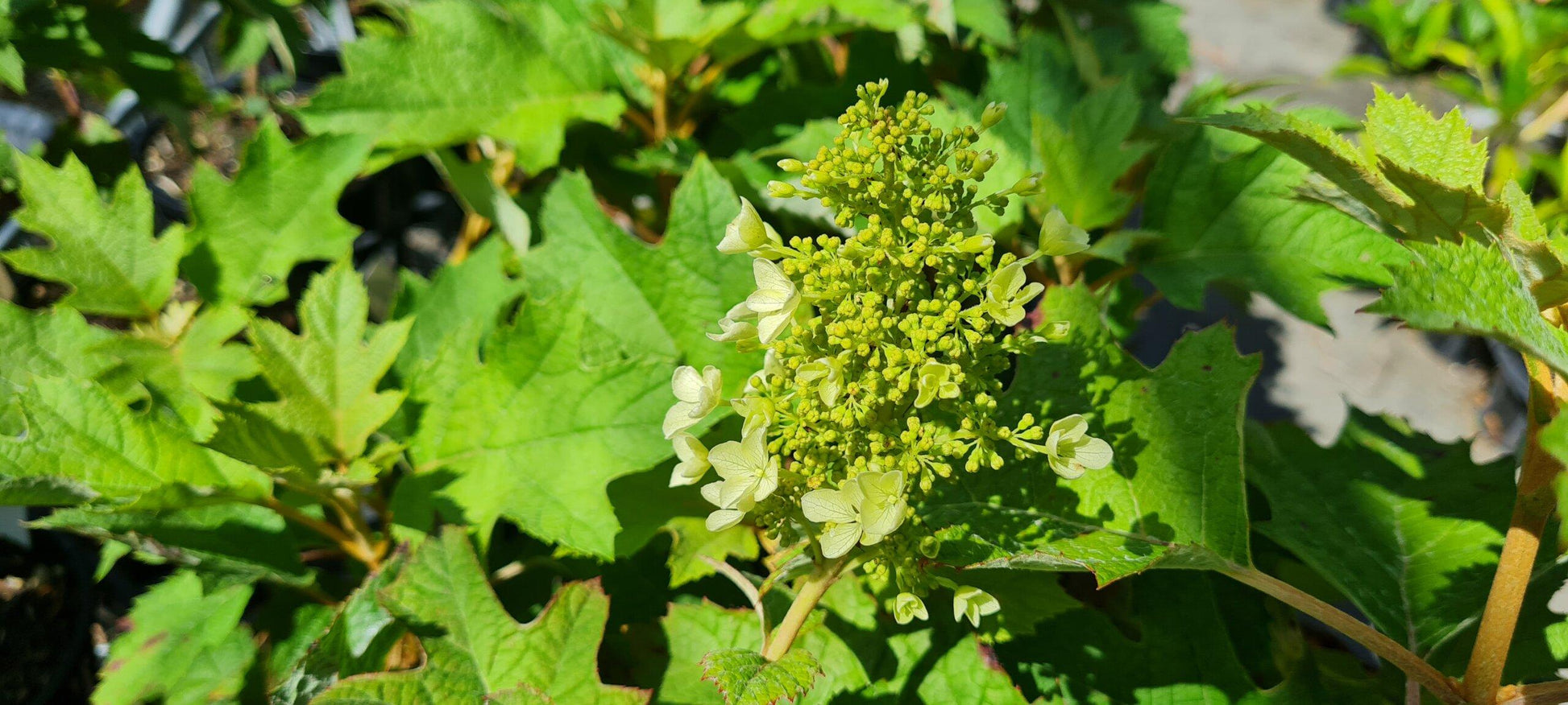 Hydrangea Quercifolia Pee Wee - View 17 from www redcrocus com