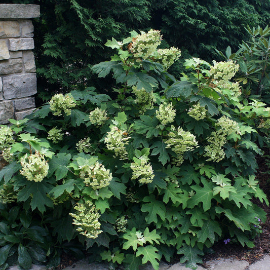 Hydrangea Quercifolia Pee Wee - View 1 from www redcrocus com