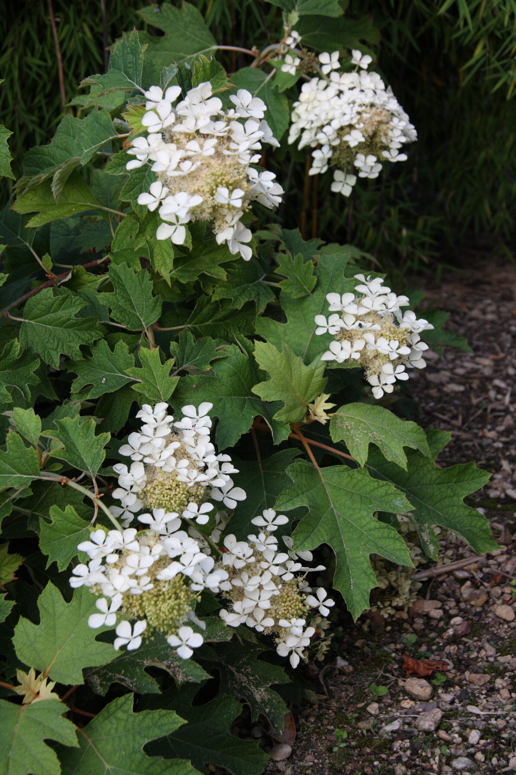 Hydrangea Quercifolia Pee Wee - View 4 from www redcrocus com
