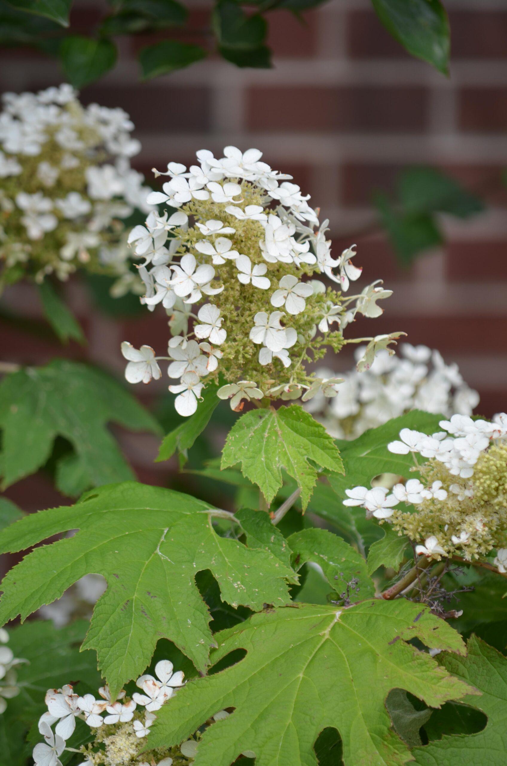 Hydrangea Quercifolia Pee Wee - View 5 from www redcrocus com