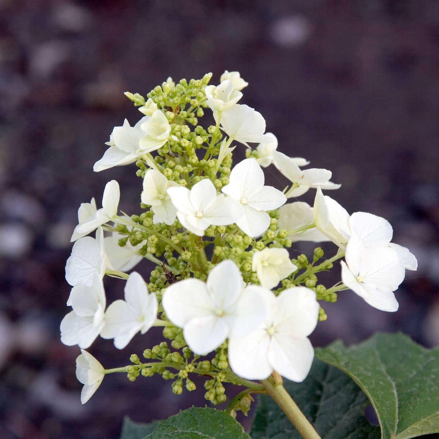 Hydrangea Quercifolia Pee Wee - View 6 from www redcrocus com