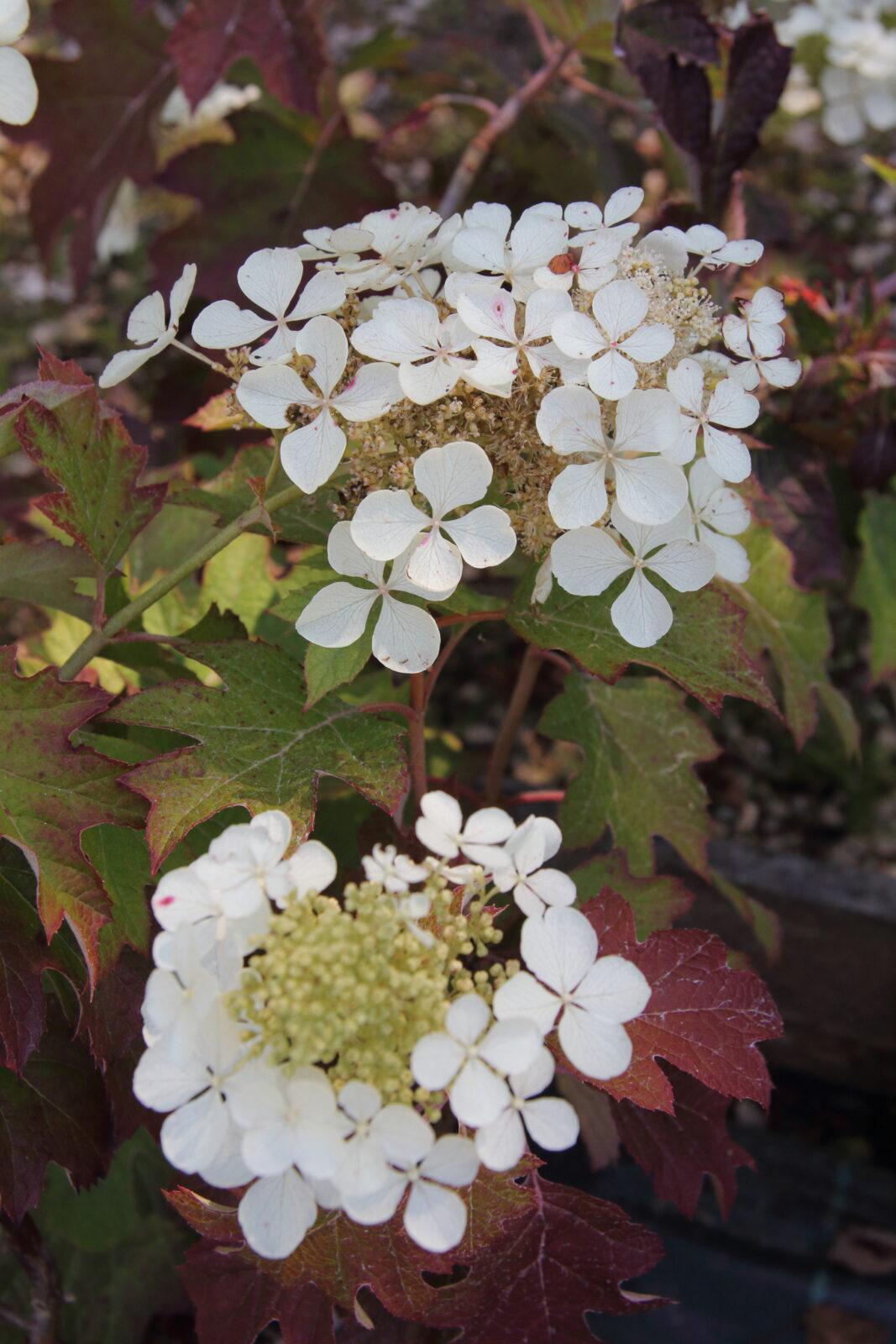 Hydrangea Quercifolia Pee Wee - View 7 from www redcrocus com