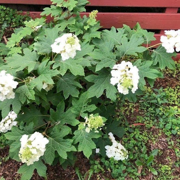 Hydrangea Quercifolia Pee Wee - View 8 from www redcrocus com