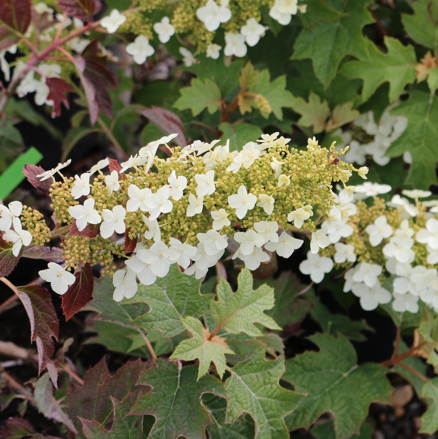 Hydrangea Quercifolia Pee Wee - View 9 from www redcrocus com