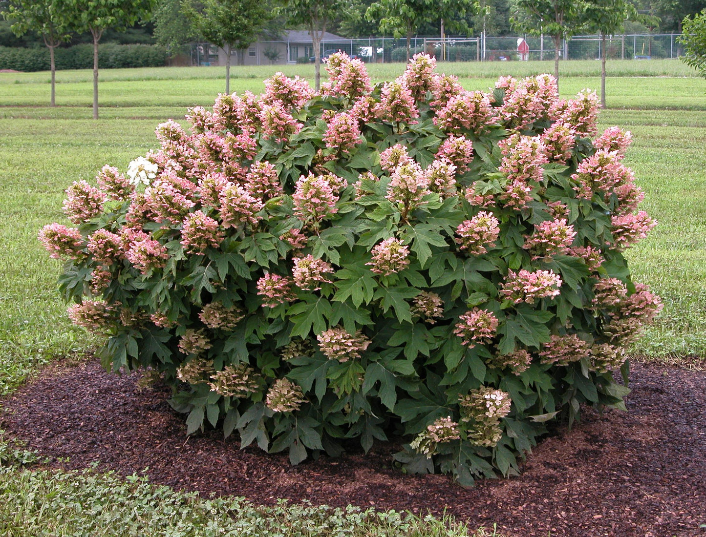 Hydrangea Quercifolia 'sike's Dwarf' - View 11 from www redcrocus com