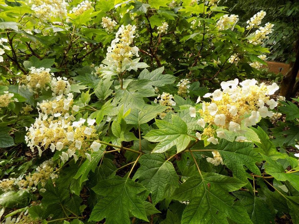 Hydrangea Quercifolia 'sike's Dwarf' - View 15 from www redcrocus com