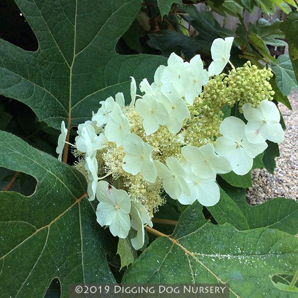 Hydrangea Quercifolia 'sike's Dwarf' - View 16 from www redcrocus com