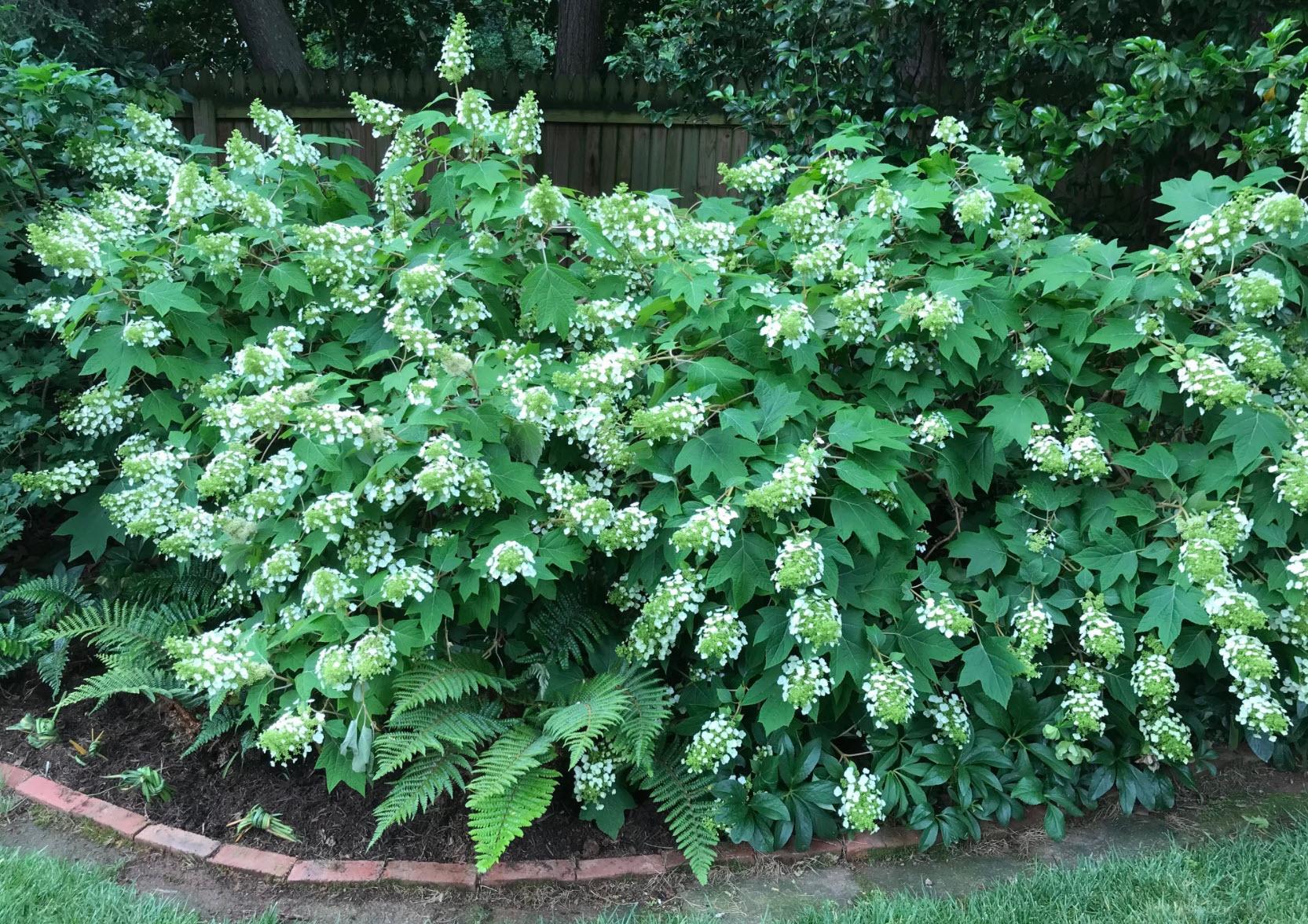Hydrangea Quercifolia 'sike's Dwarf' - View 19 from www redcrocus com