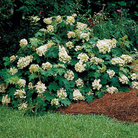 Hydrangea Quercifolia 'sike's Dwarf' - View 1 from www redcrocus com