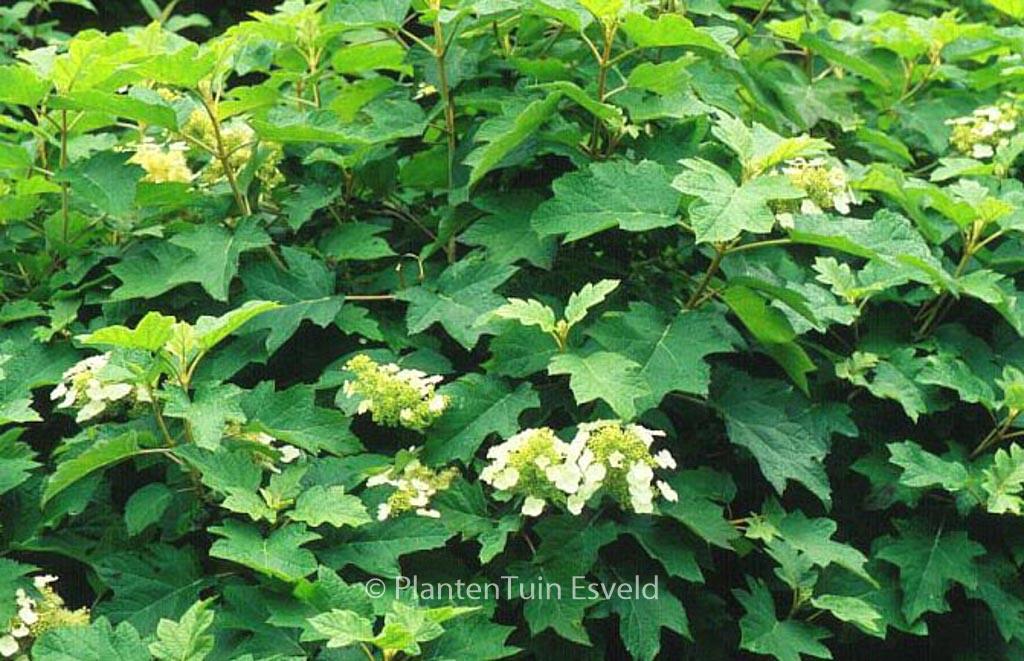 Hydrangea Quercifolia 'sike's Dwarf' - View 20 from www redcrocus com