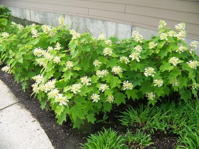 Hydrangea Quercifolia 'sike's Dwarf' - View 21 from www redcrocus com