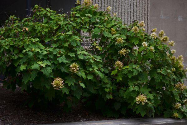 Hydrangea Quercifolia 'sike's Dwarf' - View 22 from www redcrocus com