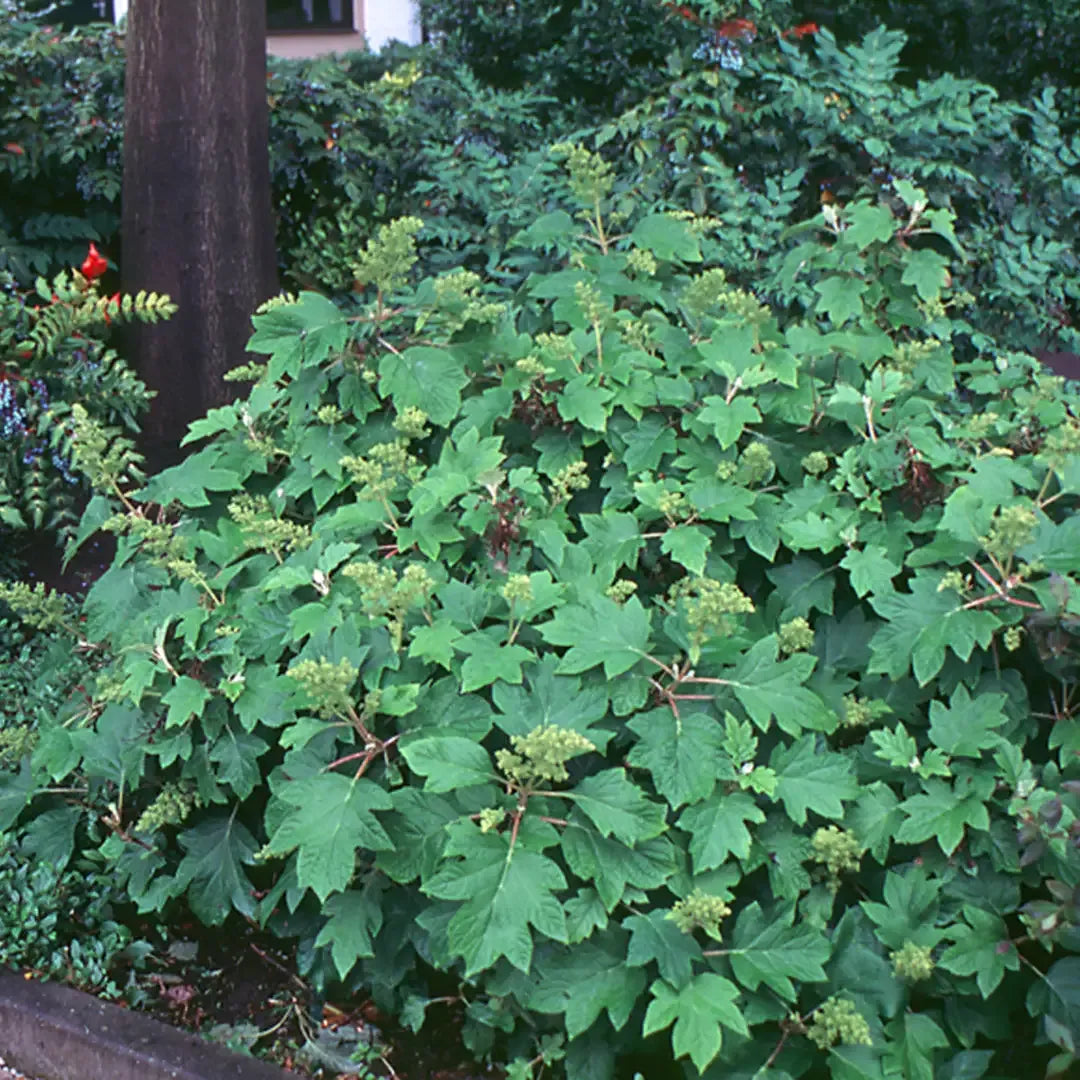 Hydrangea Quercifolia 'sike's Dwarf' - View 25 from www redcrocus com