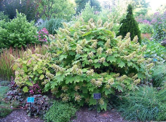 Hydrangea Quercifolia 'sike's Dwarf' - View 26 from www redcrocus com
