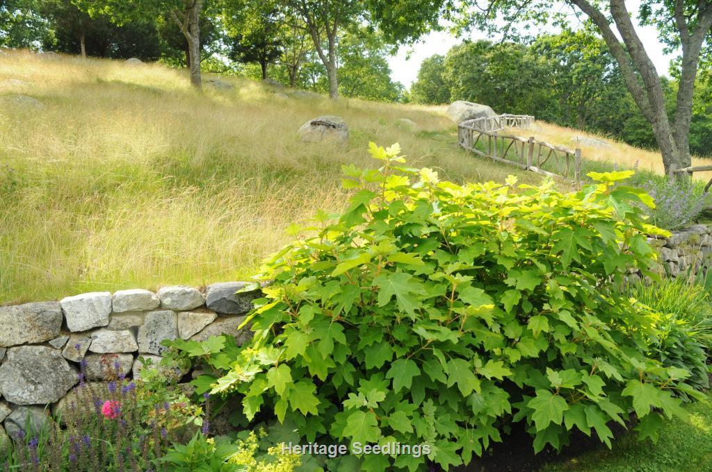 Hydrangea Quercifolia 'sike's Dwarf' - View 28 from www redcrocus com