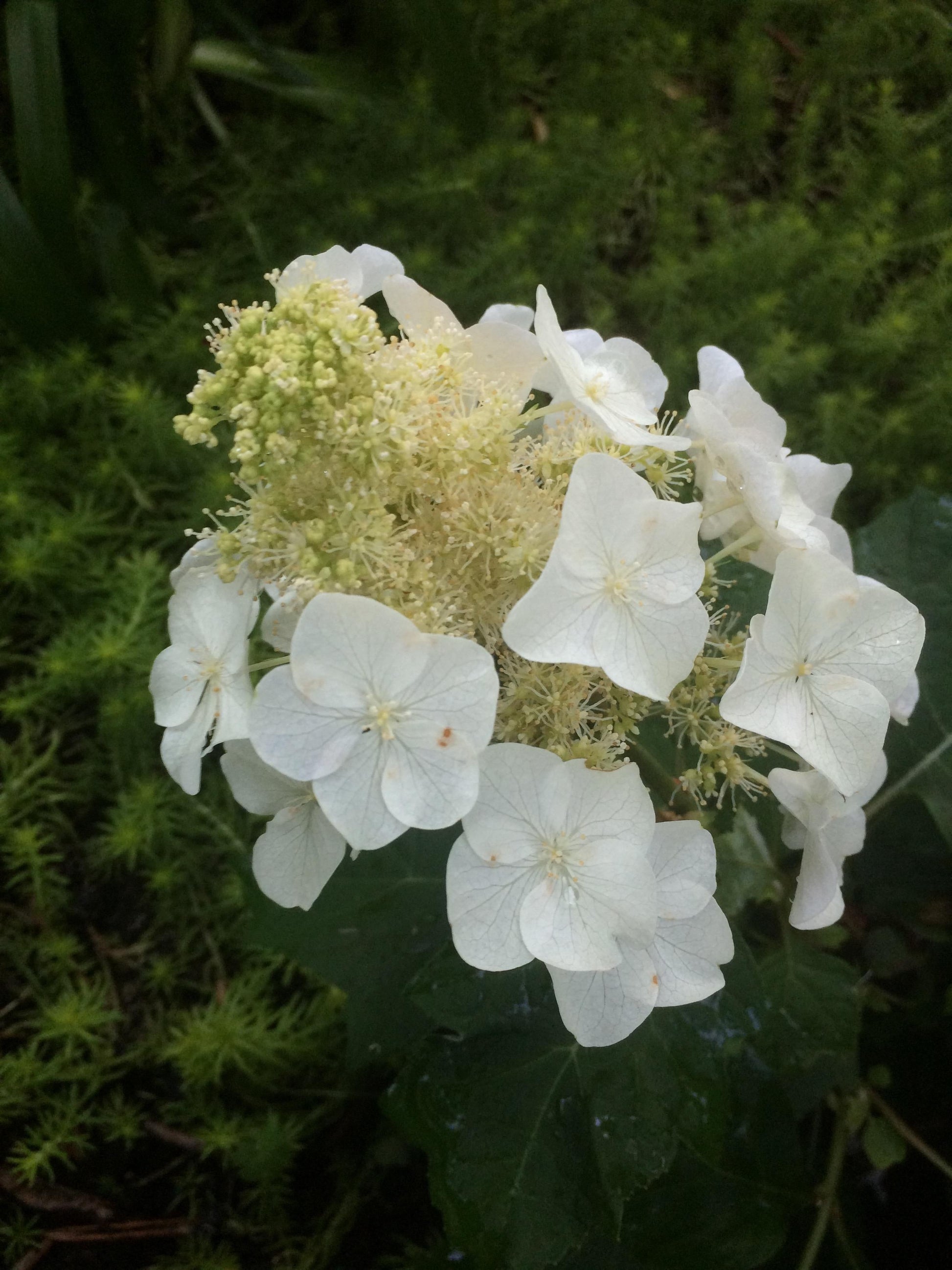 Hydrangea Quercifolia 'sike's Dwarf' - View 29 from www redcrocus com