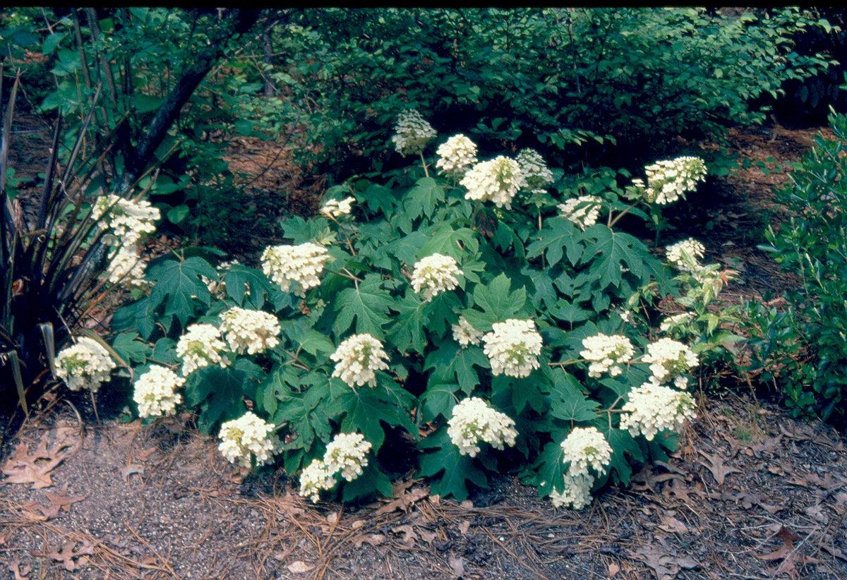 Hydrangea Quercifolia 'sike's Dwarf' - View 30 from www redcrocus com