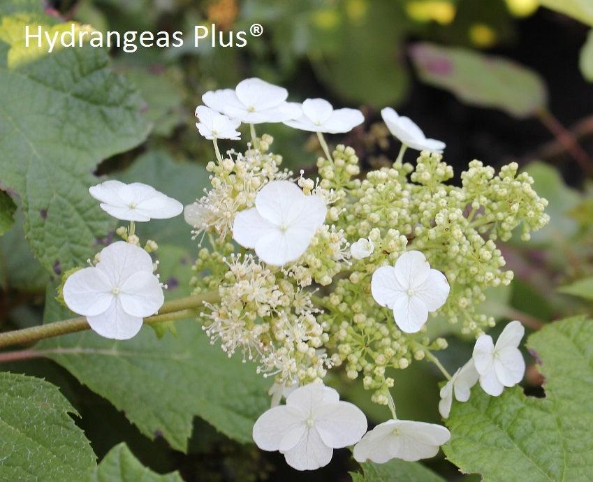 Hydrangea Quercifolia 'sike's Dwarf' - View 31 from www redcrocus com