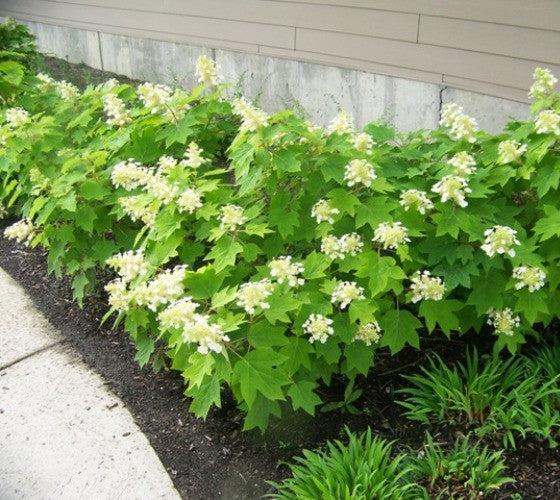 Hydrangea Quercifolia 'sike's Dwarf' - View 6 from www redcrocus com
