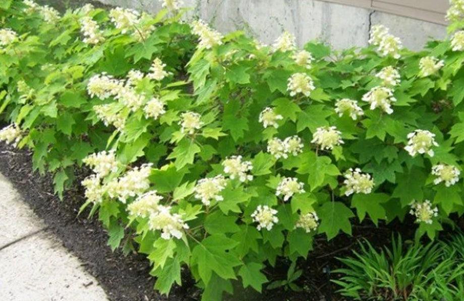 Hydrangea Quercifolia 'sike's Dwarf' - View 9 from www redcrocus com