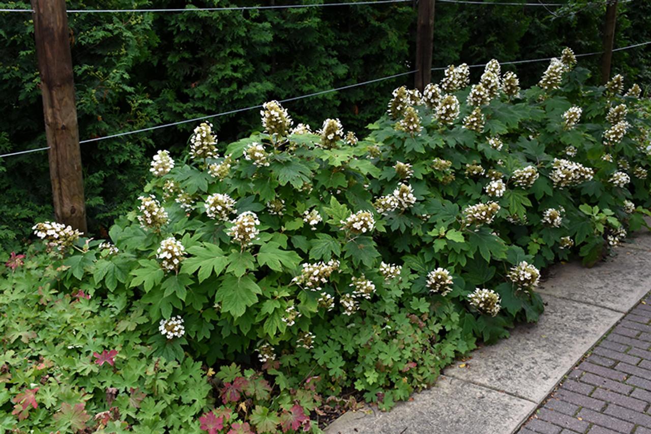 Hydrangea Quercifolia Sike S Dwarf - View 10 from www redcrocus com