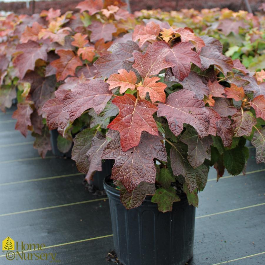 Hydrangea Quercifolia Sike S Dwarf - View 13 from www redcrocus com