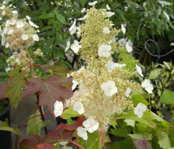 Hydrangea Quercifolia Sike S Dwarf - View 16 from www redcrocus com