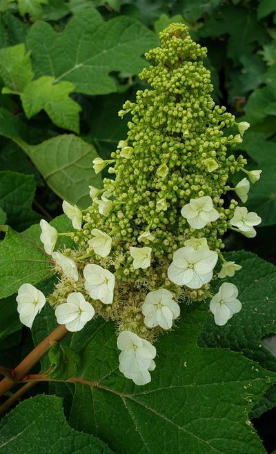 Hydrangea Quercifolia Sike S Dwarf - View 17 from www redcrocus com