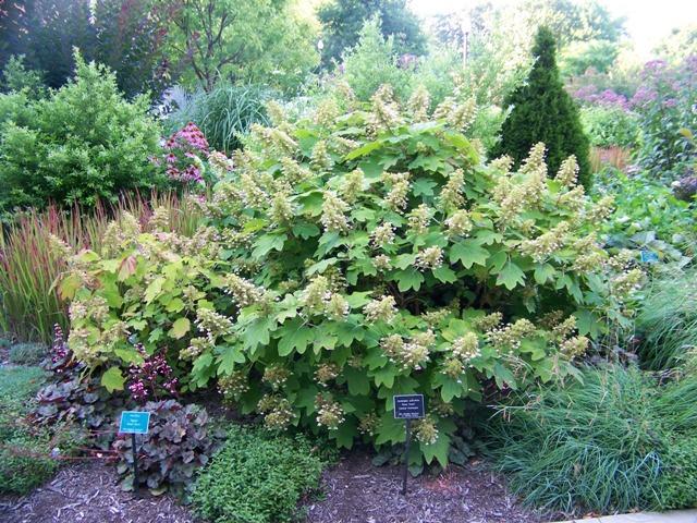 Hydrangea Quercifolia Sike S Dwarf - View 18 from www redcrocus com