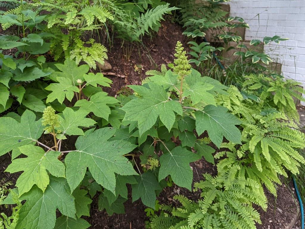 Hydrangea Quercifolia Sike S Dwarf - View 19 from www redcrocus com
