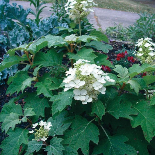 Hydrangea Quercifolia Sike S Dwarf - View 1 from www redcrocus com