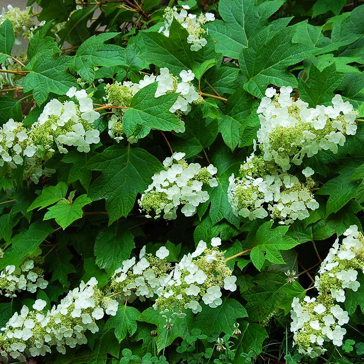 Hydrangea Quercifolia Sike S Dwarf - View 2 from www redcrocus com