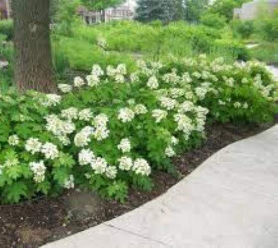 Hydrangea Quercifolia Sike S Dwarf - View 3 from www redcrocus com