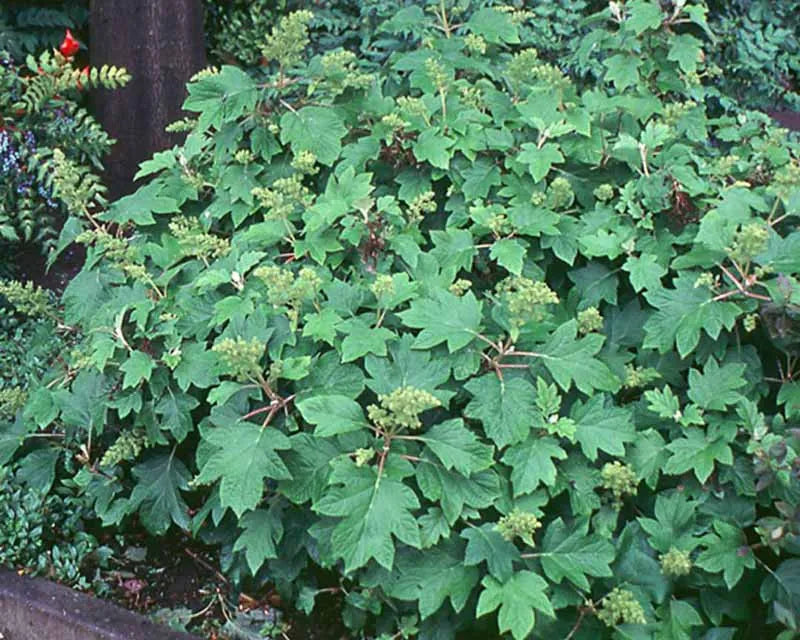 Hydrangea Quercifolia Sike S Dwarf - View 3 from www redcrocus com