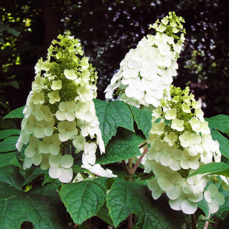 Hydrangea Quercifolia Sike S Dwarf - View 4 from www redcrocus com