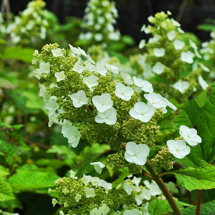 Hydrangea Quercifolia Sike S Dwarf - View 5 from www redcrocus com