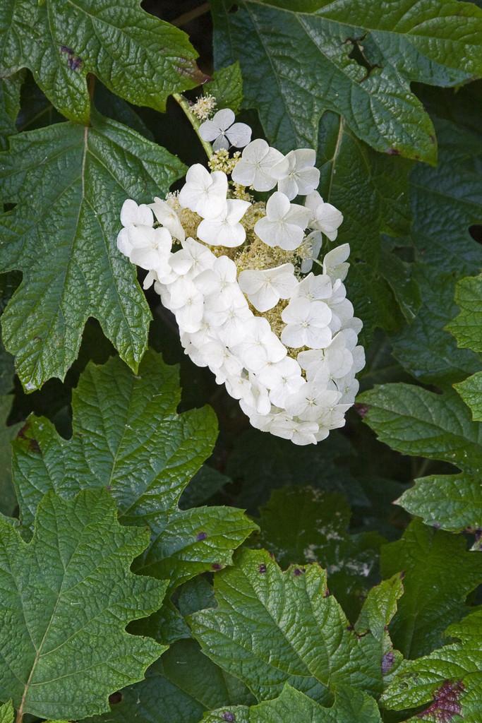 Hydrangea Quercifolia Sike S Dwarf - View 7 from www redcrocus com
