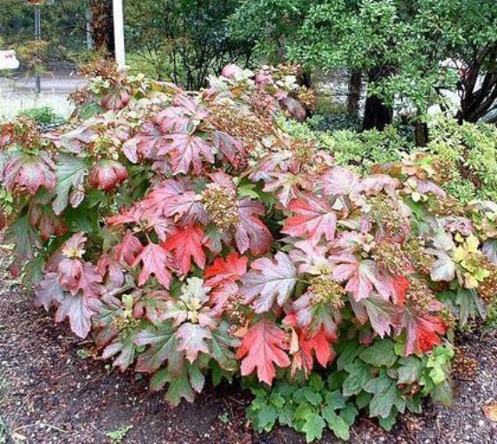 Hydrangea Quercifolia Sike S Dwarf - View 8 from www redcrocus com