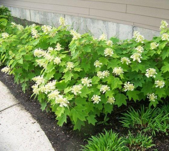 Hydrangea Quercifolia Sike S Dwarf - View 9 from www redcrocus com