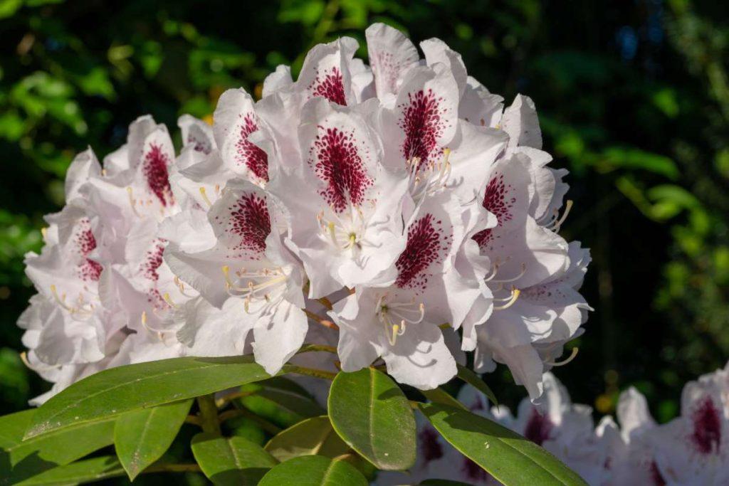 Rhododendron Calsap - View 11 from www redcrocus com
