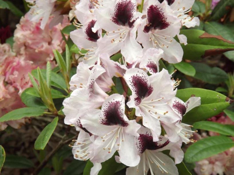 Rhododendron Calsap - View 15 from www redcrocus com
