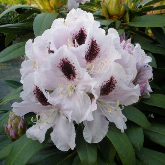 Rhododendron Calsap - View 1 from www redcrocus com