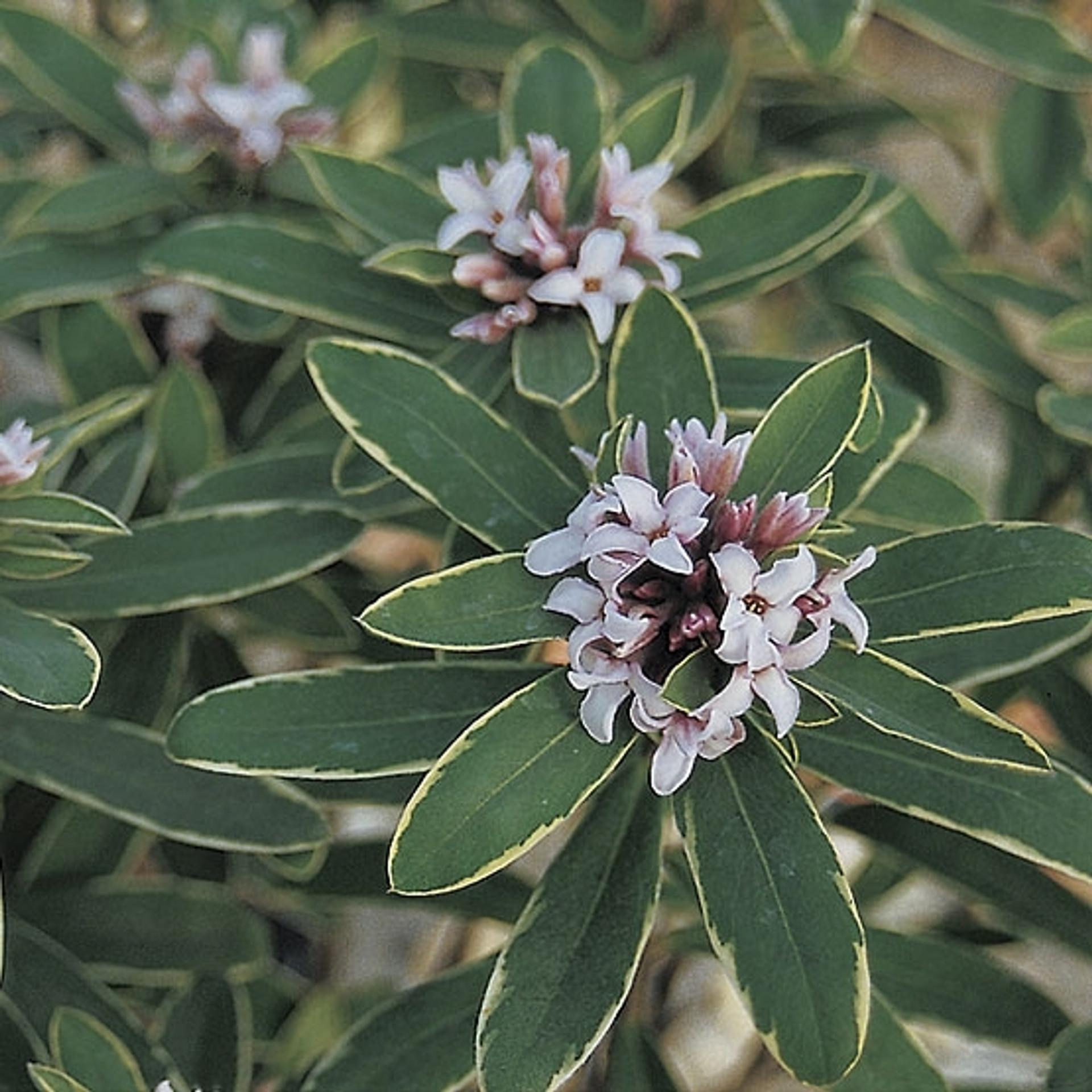 Daphne Transatlantica Summer Ice - View 1 from www redcrocus com