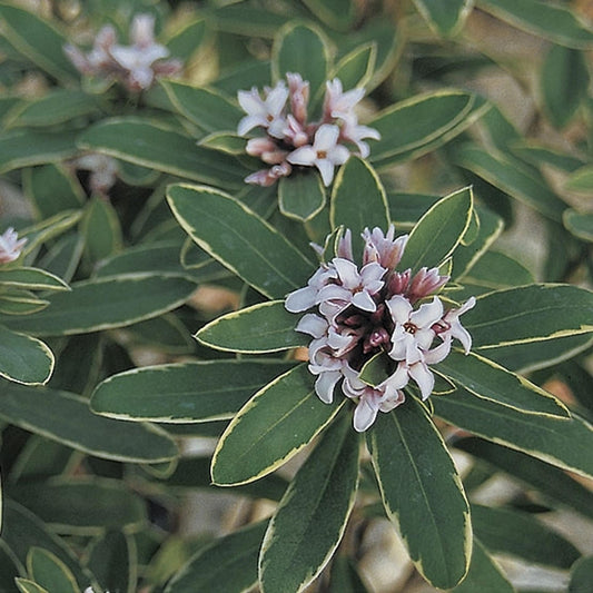Daphne Transatlantica Summer Ice - View 1 from www redcrocus com