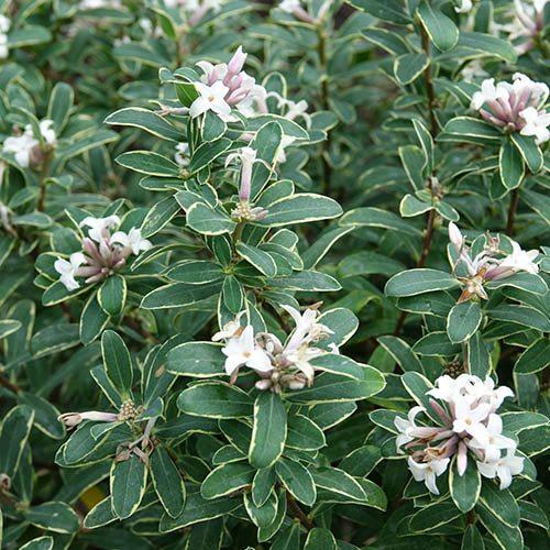 Daphne Transatlantica Summer Ice - View 6 from www redcrocus com