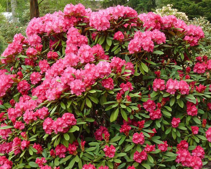 Rhododendron Yakushimanum Crete - View 13 from www redcrocus com