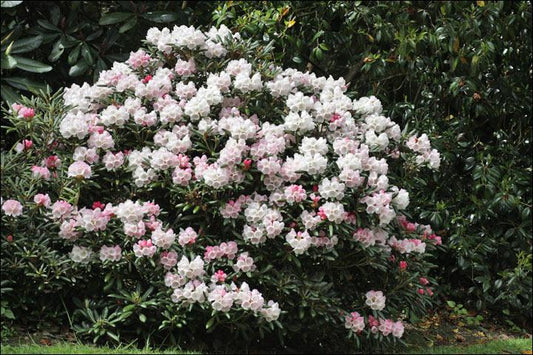 Rhododendron Yakushimanum Crete - View 14 from www redcrocus com